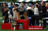 Best in Show Varadin 2003