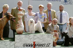 BIS 20.8.2006 CACIB Chisinau - chinese crested dog (CZ), rhodesian ridgeback (Poland), small schnauzer (RUS). BIS judge Karl Reisinger, A