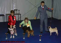 Toy Speciality show - Kitty z Haliparku BIS Puppy winner, judge: Branislav Rajič, SLO. Thank you!
