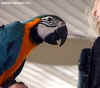 Papouci Ara byli pro divky velice atraktivn podvanou.