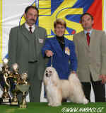 BEST IN SHOW CACIB Praha 2006 - Chinese Crested Dog Powderpuff - Ich. Cody z Haliparku, owner: Brychtová + Jansa, judge: Mr. Miroslav Václavík, CZ